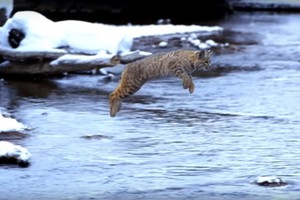 Kvapą gniaužiantis lūšies šuolis. Tai būtina pamatyti