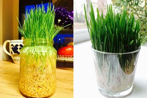 Žingsnis po žingsnio: kaip namuose užsiauginti velykinę žolę