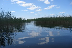 Sužinokite, kokie augalai jūsų sodyboje gali puošti kūdros ar ežero pakrantę