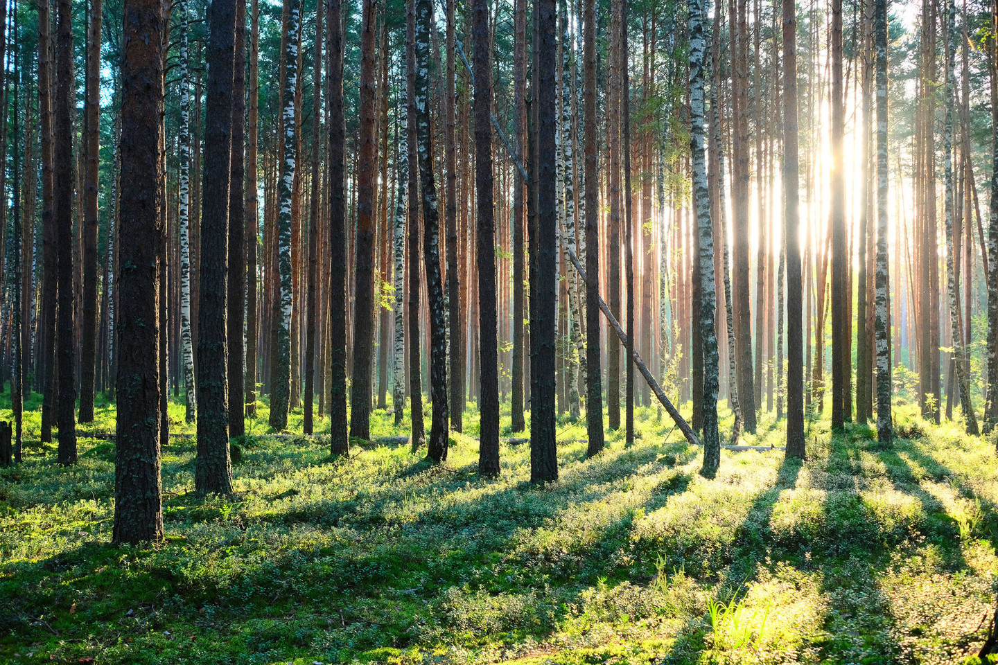 Beveik 10 000 medžių rūšių pasaulyje gresia išnykimas<br>123rf nuotr.