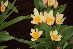 Kaune – pasakiško grožio reginys: pražydo retų rūšių tulpės