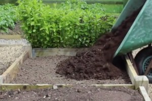 Šio sezono atradimas – lysvės, kurių nereikia kasti, ravėti, o daržovės tiesiog klesti