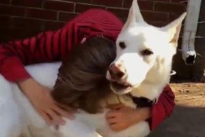 Nufilmavo jaudinančią vaiko reakciją vėl išvydus mylimą šunį