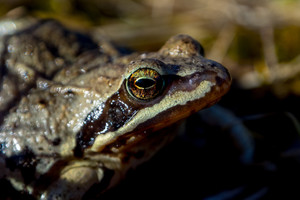S. Paltanavičius: pajautusios atvažiuojančią mašiną, varlės susigūžia