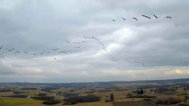 Žiūrovas užfiksavo didingus migruojančių paukščių vaizdus