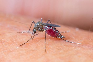 Zika virusinė infekcija: faktai ir padariniai