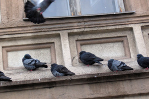 Balkone apsigyveno balandžiai? Specialistai turi blogą žinią