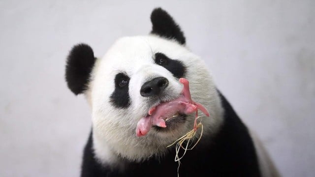 Kinija Nyderlandams skolina dvi didžiąsias pandas