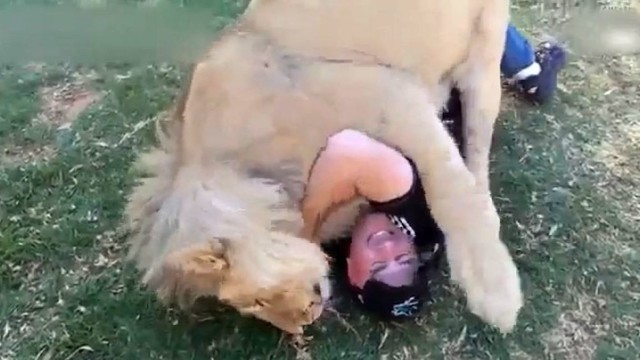 Pritrenkiantis momentas: turistas nepabūgo jį užpuolusio liūto