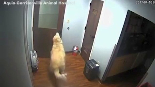 Slapta šuns misija: kaip pabėgti iš gyvūnų priežiūros centro