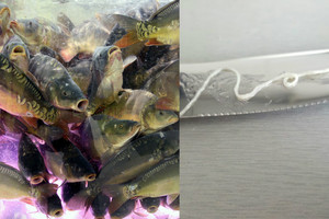 Nusipirko žuvies ir išmetė tiesiai į šiukšliadėžę. Po to davė sau pažadą