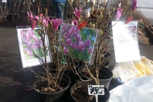 Alytiškiai paklausė patarimo ir nuvažiavo į Lenkiją sodinukų: kiek kas kainuoja