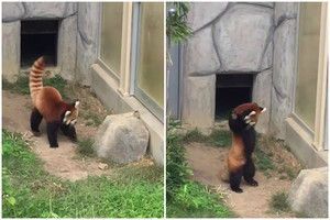 Juoko dozė visai dienai: smagi pandos reakcija į akmenį