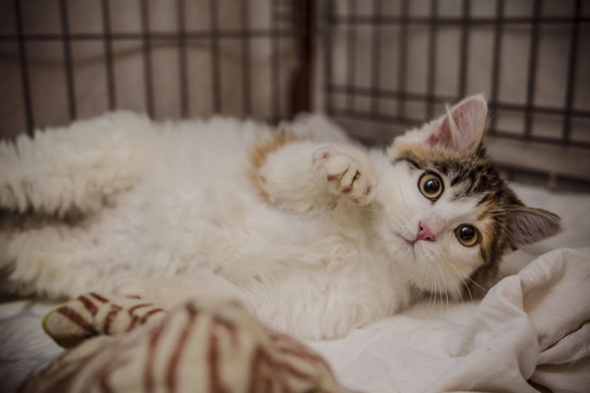 Paskubėkite priglausti: į narvą uždaryta katė laukia gelbėtojo