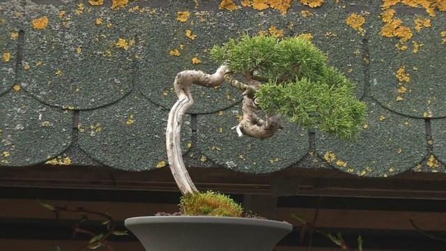 Lietuvio bonsai medelių sodas pakerėjo ir pačius japonus