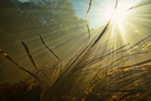 Pamatykite: žinoma liaudies daina prieš Velykas suskambo visiškai kitaip