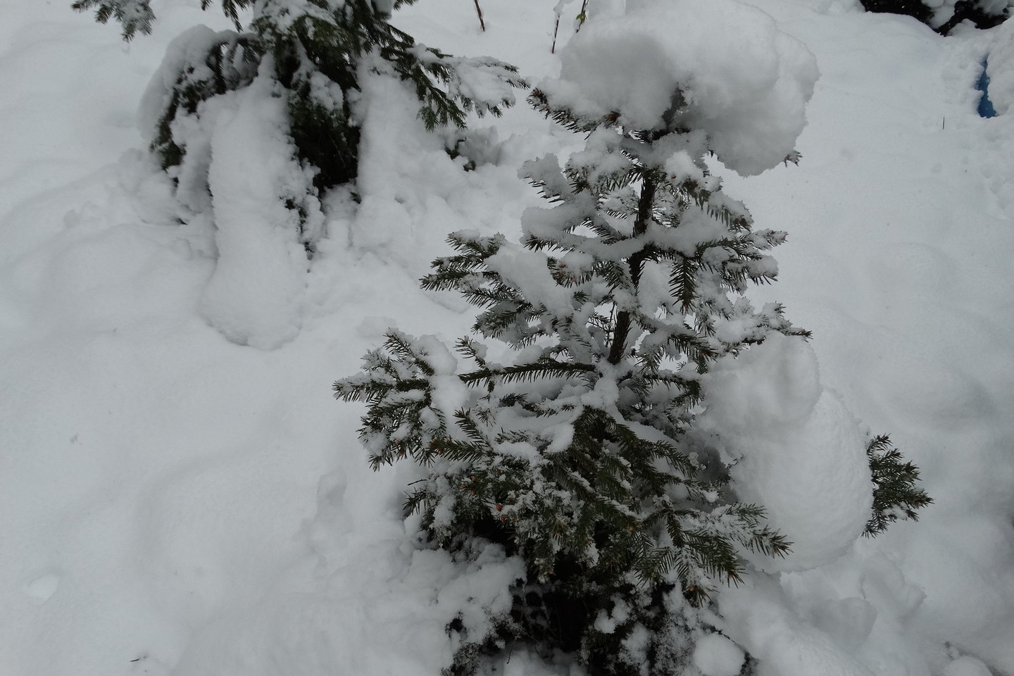 Kauną padengė storas sniego sluoksnis.<br>A.Karaliūno nuotr.