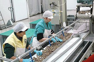 Katalonai dievina tai, kas daugeliui lietuvių yra atgrasu