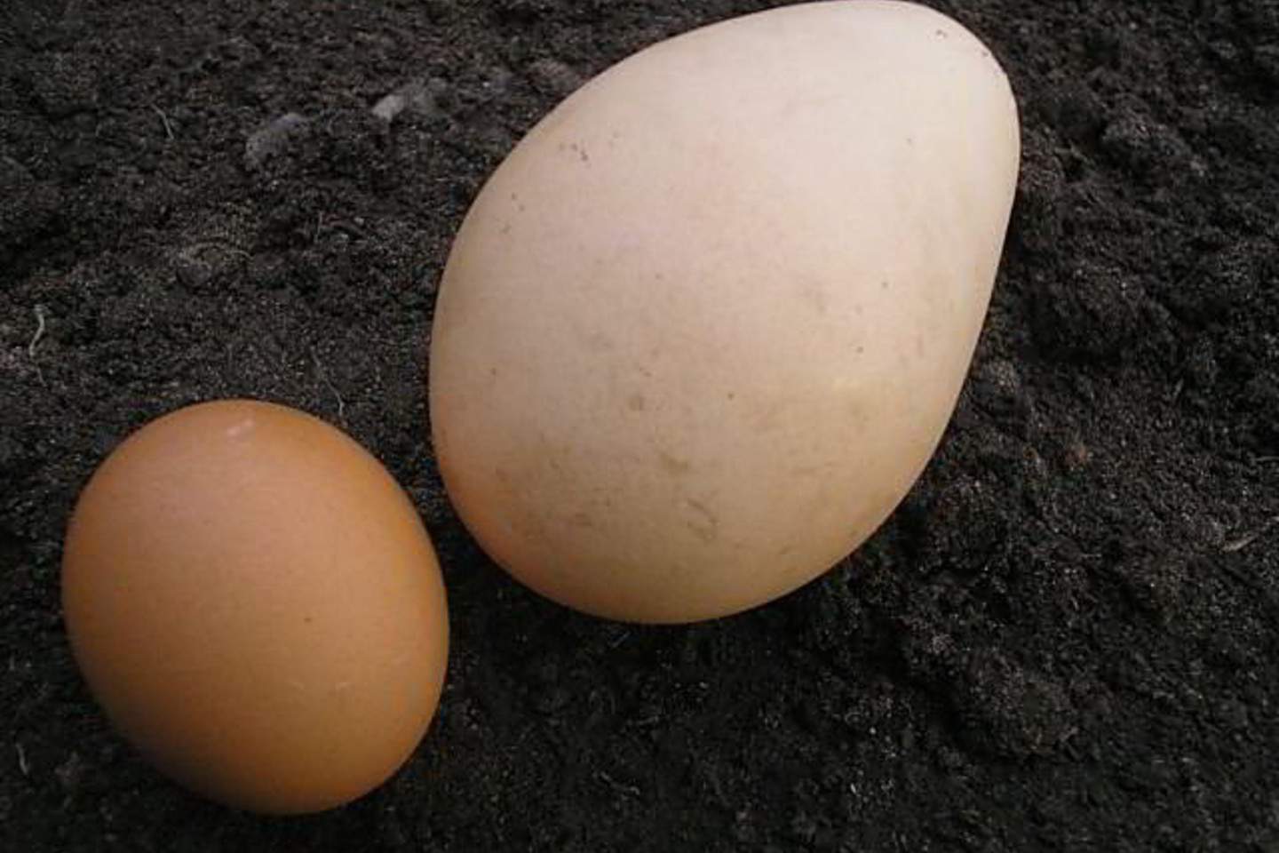 Alytaus rajono Balninkų kaimo gyventoją Rimantą Paškevičių viena jo višta nustebino 160 gramų sveriančiu kiaušiniu.<br>I.Rašymienės nuot.