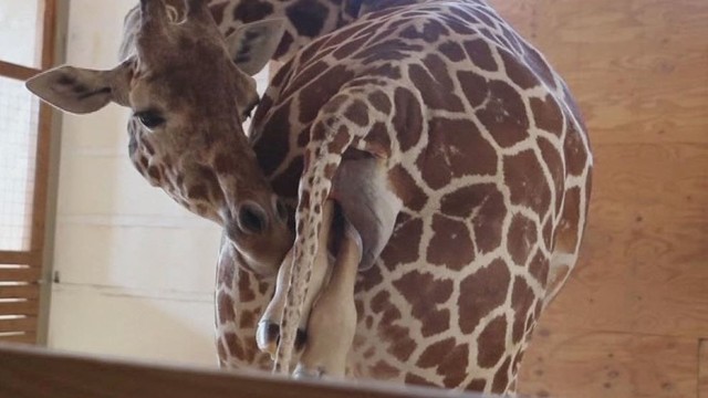 Žirafos gimdymą stebėjo milijonas žmonių