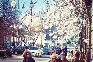 Pasiūlė alternatyvą dar nepražydusioms sakuroms