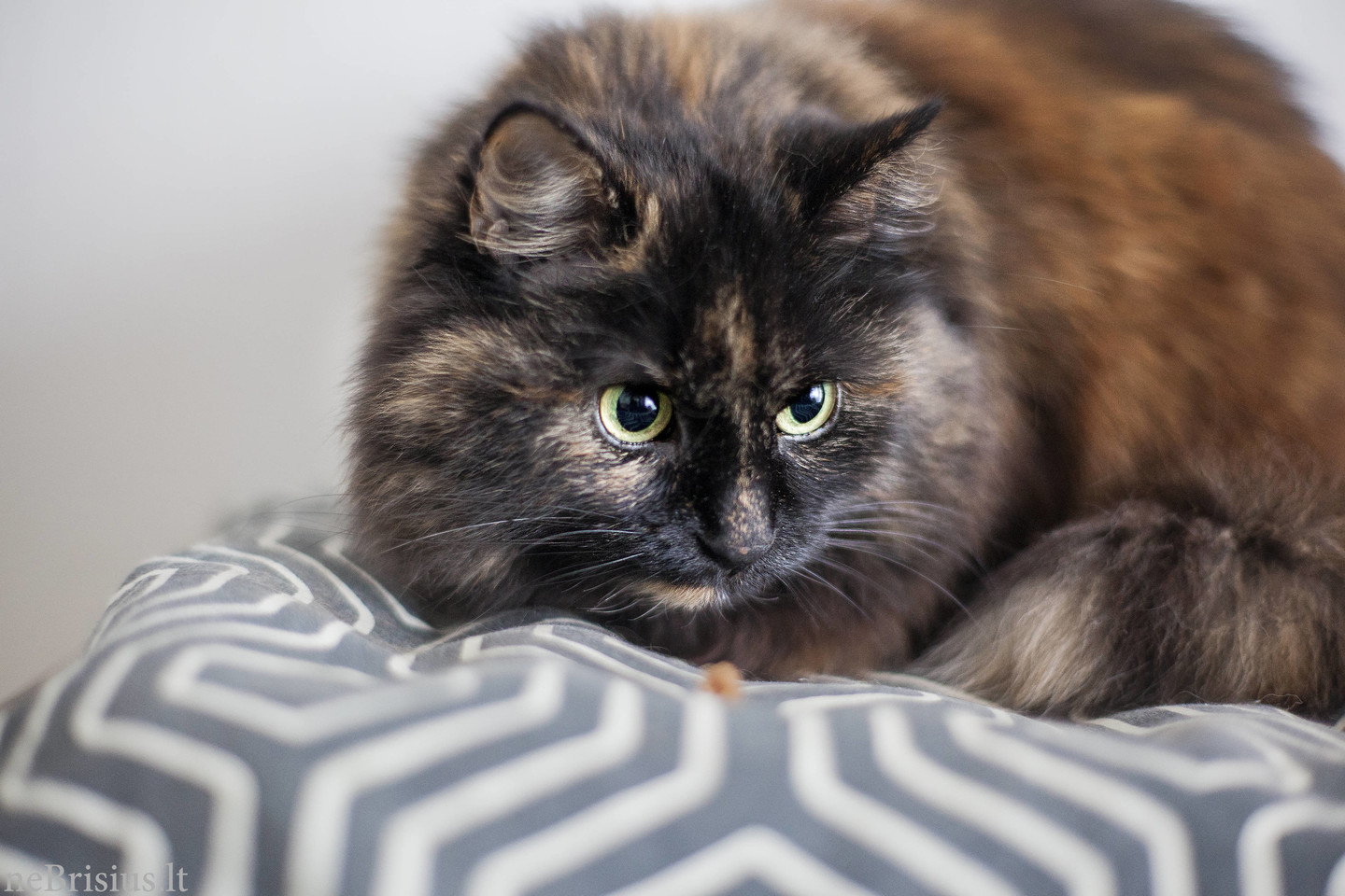 . Vos pamačiusi, įsimylėjau savo pūkuotą marmurinę Murką iš pirmo žvilgsnio ir nedvejodama parsivežiau namo.<br>G. Urbaitės nuotr.