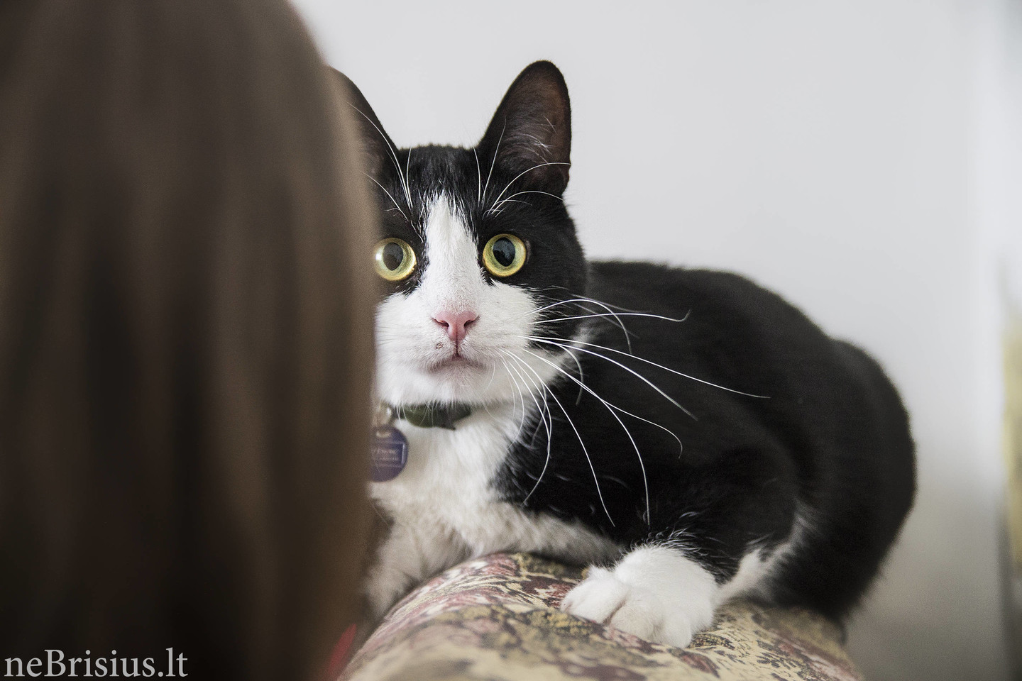 Agnei katės įneša daug žaismingumo ir džiaugsmo į kasdienybę.<br>G. Urbaitės nuotr.