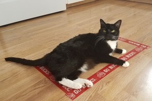 Tobulas pokštas katei. Išbandykite ir jūs