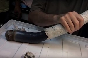 Jūros dugne aptiko ilgą juodą gyvį: mokslininkai jau žino, kas tai