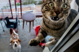 Į nemalonią situaciją patekusiems šuniui ir katei – ugniagesių pagalba