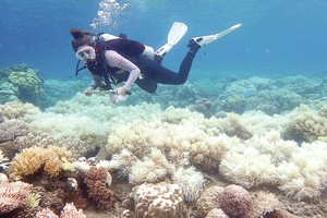 Australijoje – gamtos tragedija, bet gyventojų tai nejaudina