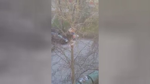 Lietuvis parodė drąsą ir išgelbėjo medyje įstrigusią katę