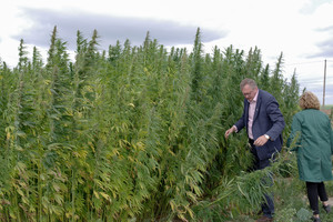 Kanapių šalininkai rinksis į akciją prie Seimo