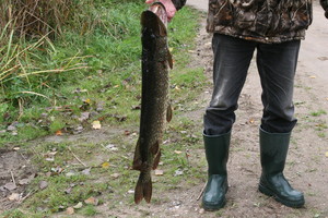 Puiki žinia žūklės mėgėjams: jau galima žvejoti lydekas