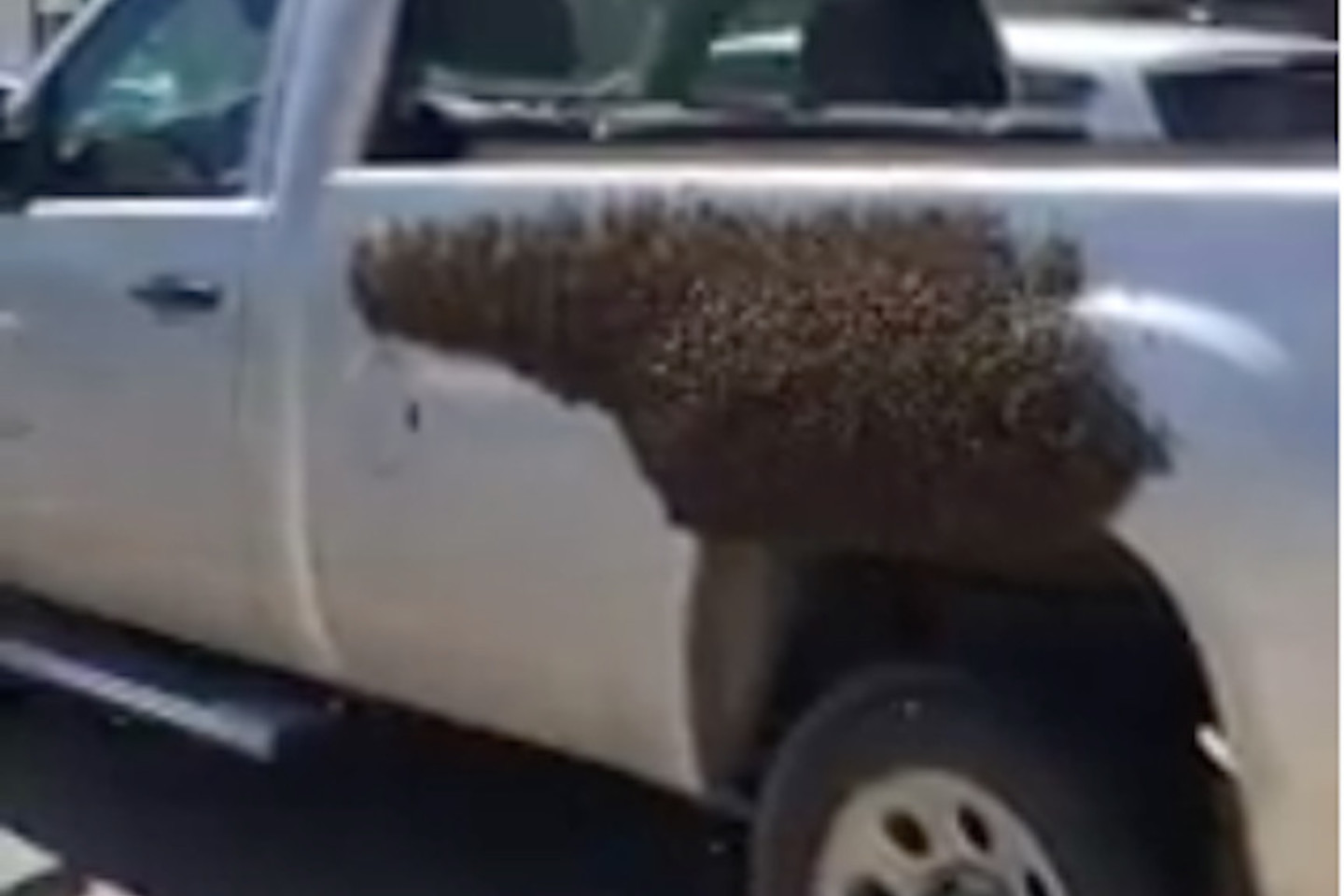 Tai, kas atrodo lyg purvo dėmė, yra bičių spečius.<br>Ekrano nuotr.