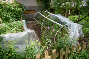 Augalus apipurškiu šiuo užpilu ir mano agurkai bei pomidorai klesti