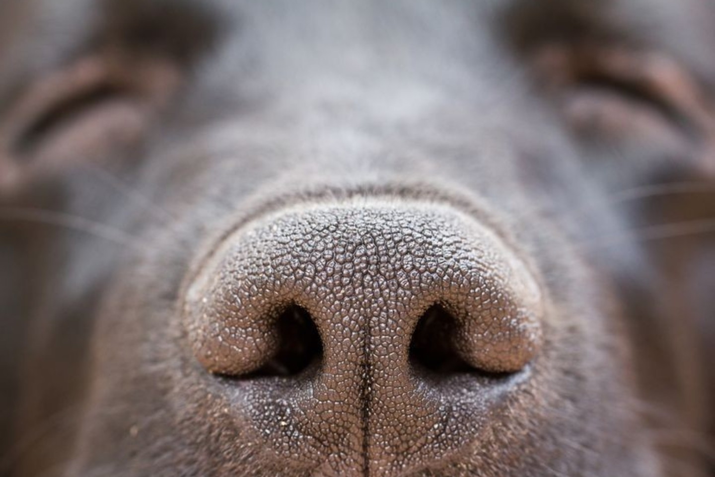 Šunys „mato“ pasaulį nosimi.<br>123rf nuotr.