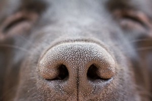 Šunys pasaulį suvokia skirtingai nei žmonės. Štai kodėl