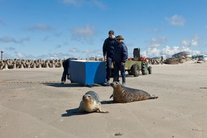Klaipėdiečiai paleido į jūrą ruoniukes. Štai kokia buvo jų reakcija