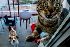 Kačių gyvenimo vaizdeliai pralinksmins net didžiausią paniurėlį