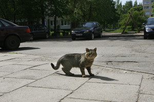 Pašiurpo nuo jaunos moters žiaurumo – papasakojo, ką daro su kiemo katinais