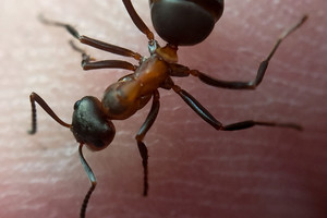 Netikėta: toks paprastas, tačiau efektyvus būdas kovoti su skruzdėlėmis