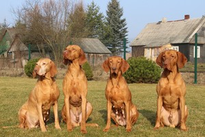 Svajonių šuo: ties išnykimo riba buvęs išskirtinis keturkojis