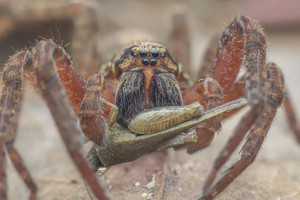 Tokio voro savo akyse neregėjo net mokslininkai