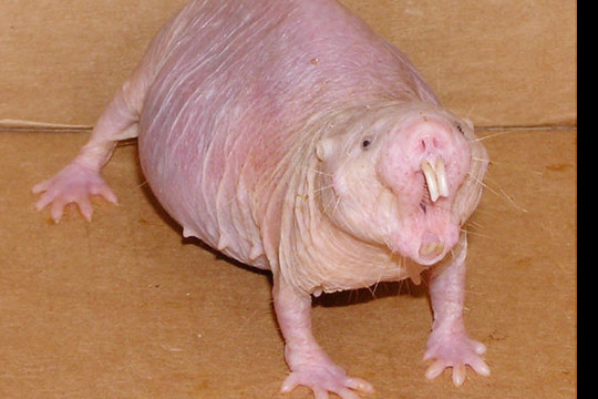 Paslaptinga būtybė nustebino: Žemėje gyvena be deguonies 