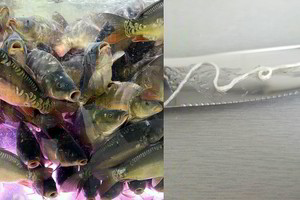 Specialistai išsiaiškino, kas taip šokiravo moterį žuvies pakuotėje