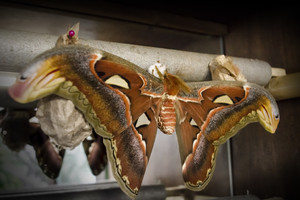 Lietuvoje išsirito itin retas, milžiniškas, pasakiško grožio drugys