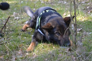 Keturkojai pareigūnai: ir meilumo įsikūnijimas, ir gelbėtojai, ir dantyti žvėrys