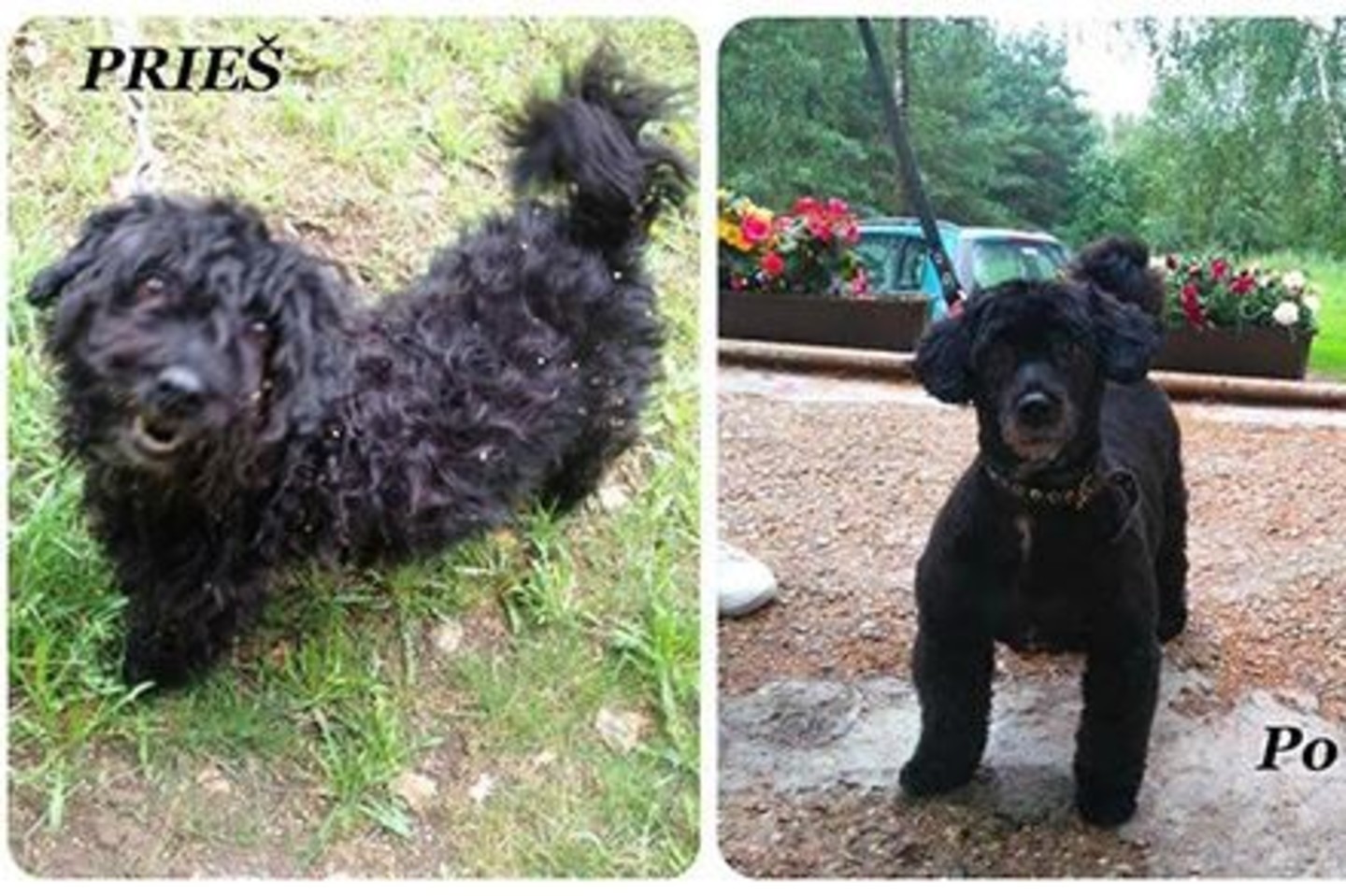 „Kudlius“ – tai VšĮ „Gyvūnų gerovės iniciatyvos“ projektas, siekiantis padėti susivėlusiems, kaltūnais apaugusiems ir seniai po dušu maudytiems šuneliams.<br> GGI nuotr.