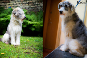 Žmonių išmestus šunis išmaudė ir apkirpo: nustebsite, kaip jie atrodo dabar